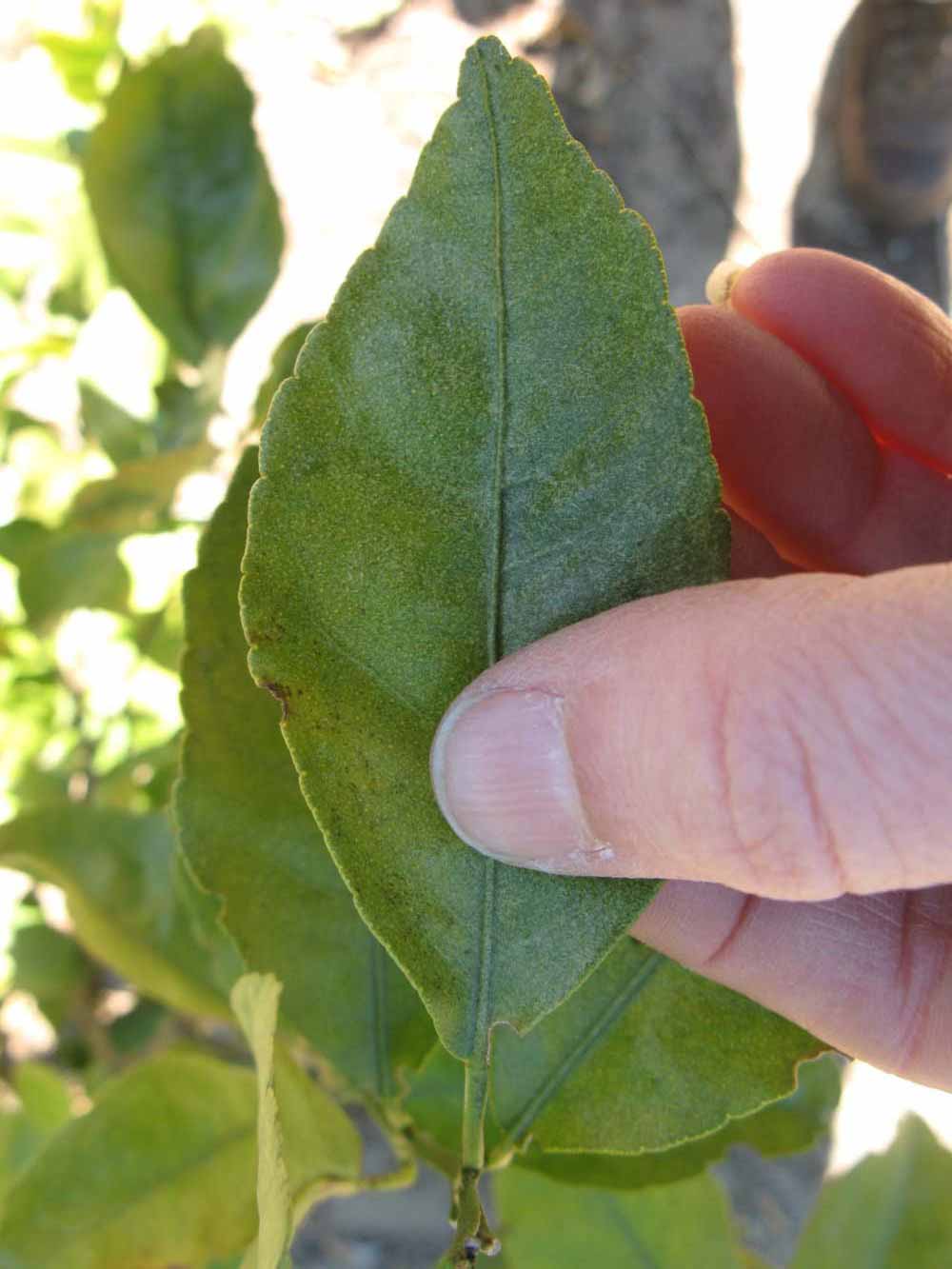              Unifoliolate leaf (Winter Haven, FL)       